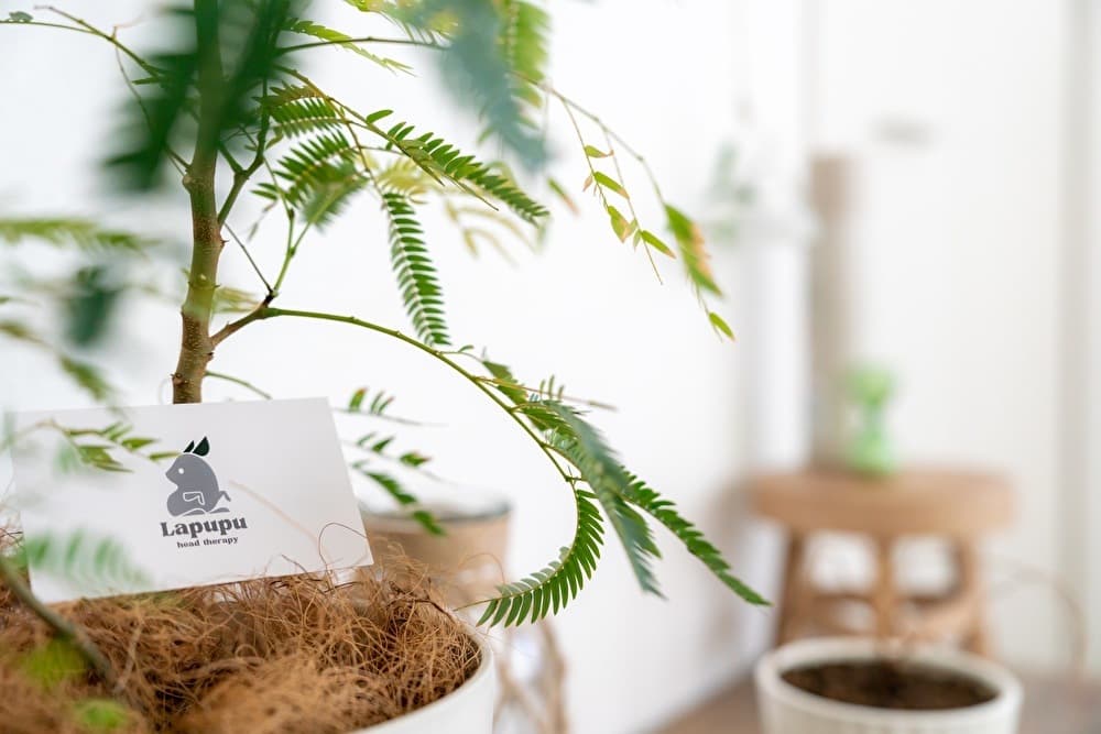 Lapupu コンセプト